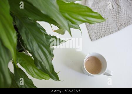 Directly above shot of plant and coffee cup on white table Stock Photo