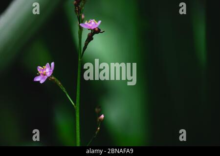 Small purple flowers in nature, dark green nature Stock Photo