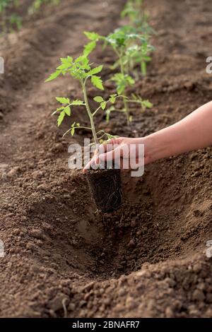 Female hand holds new tomato plant in a vegetable garden Stock Photo