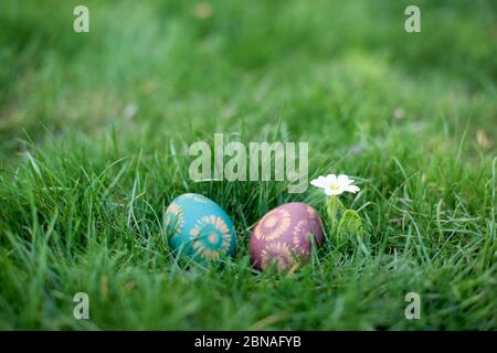 Easter hunt - two color eggs in a back yard Stock Photo