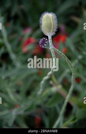 Fluffy bud of poppy flower closeup with bokeh background. Subtle flowering bud on elegant curved stem at blurry green backdrop Stock Photo