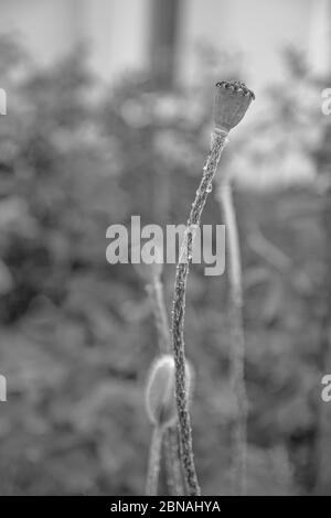 Black and white photo of poppy seed boxes on long green stems with blurry background. Fresh poppy plant on flower bed in floral garden Stock Photo