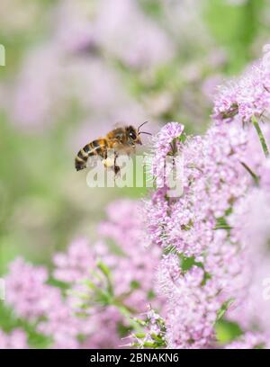 honey bee on Chaerophyllum hirsutum 'Roseum' in UK spring garden Stock Photo