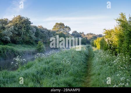 Crataegus monogyna and Anthriscus sylvestris. Hawthorn and Cow parsley on the Oxford canal on a spring morning. Upper Heyford, Oxfordshire. England Stock Photo