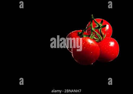 sprig of cherry tomatoes on a black background with droplets of water Stock Photo