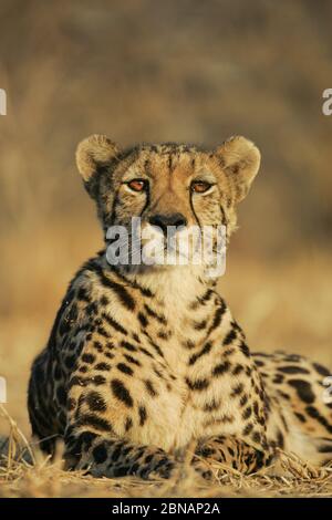 One rare endangered female King Cheetah resting but alert Kruger Park South Africa Stock Photo