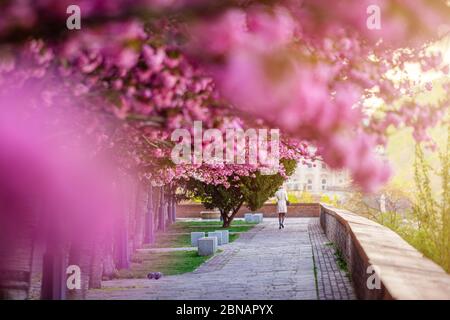 Budapest, Hungary - Blooming pink japanese cherry trees at the empty Arpad Toth Promenade (Toth Arpad Setany) at Buda Castle District on a warm, sunny Stock Photo