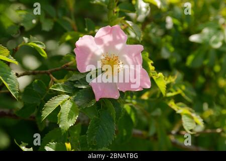 Dog rose in bloom (Rosa canina). Stock Photo