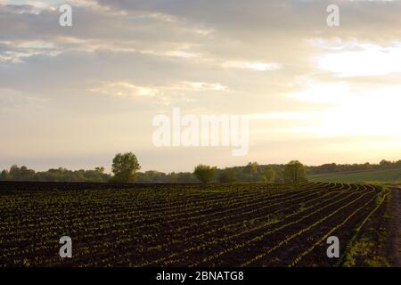 Field with sprouting shoots and forest in the background under a blue sky with clouds Stock Photo