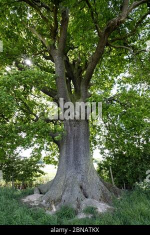 Oak tree in full leaf in summer standing alone Stock Photo - Alamy