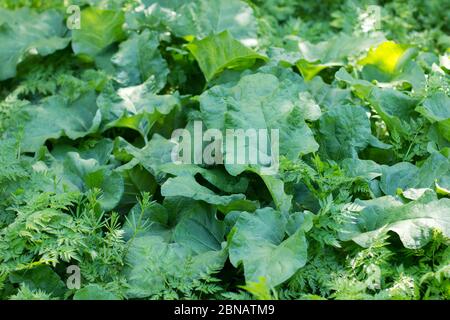 glade with big green leaves of burdock growing on it Stock Photo