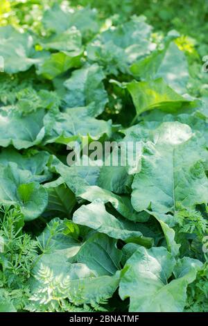 glade with big green leaves of burdock growing on it Stock Photo