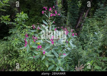 Pink flowers of Himalayan Balsam, latin name Impatiens glandulifera,  at Stara planina in southeastern Serbia Stock Photo