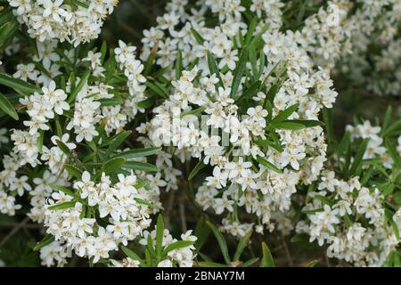 Choisya x dewitteana 'Aztec Pearl' Stock Photo