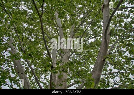 A large branched tree of the old Platanus, which creates a nice shade. Stock Photo