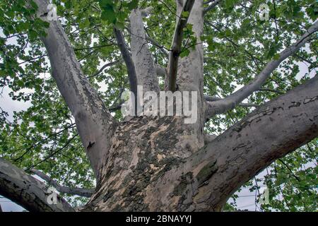 A large branched tree of the old Platanus, which creates a nice shade. Stock Photo