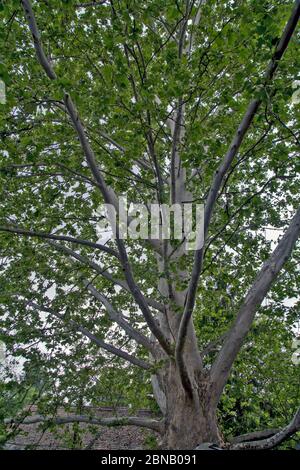 A large branched tree of the old Platanus, which creates a nice shade. Stock Photo