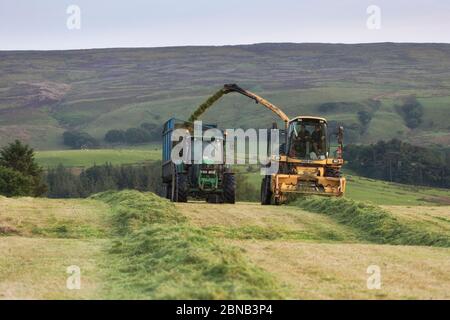 Agricultural contractor using a New Holland FX375 self propelled forage harvester collection silage on a Lancashire dairy farm, UK Stock Photo