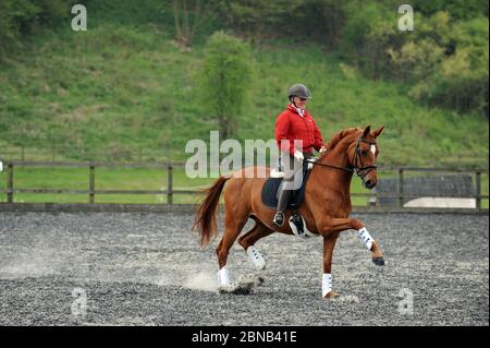A Woman schools her horse in a riding school. Stock Photo