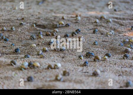 Hermit crabs on the beach, Nosibe - Madagscar Stock Photo