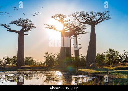 Beautiful Baobab trees at sunset at the avenue of the baobabs in Madagascar Stock Photo