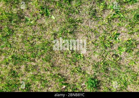 The lawn is in poor condition and requires maintenance. Land without fertilizers does not give enough strength for the growth of thick green grass. Stock Photo