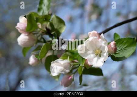 Blossom and buds on the branch of an apple tree Stock Photo