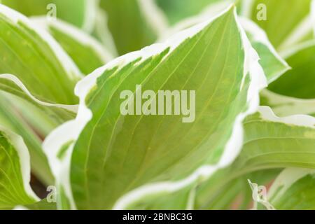 Hosta  Plantain lily June Stock Photo