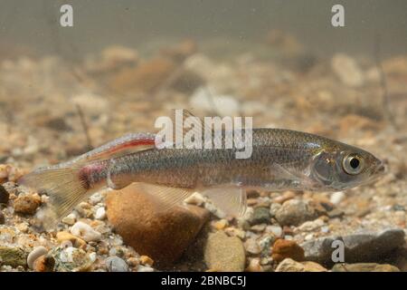 common fish leech, great tailed leech (Piscicola geometra), some sucking on a sunbleak, Germany Stock Photo