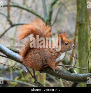 European red squirrel, Eurasian red squirrel (Sciurus vulgaris), in rain, Germany Stock Photo