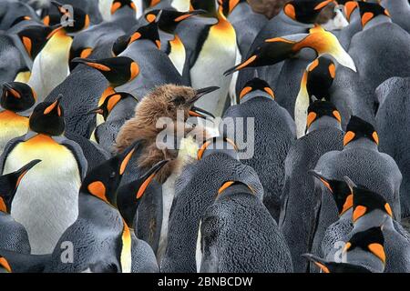 king penguin (Aptenodytes patagonicus), colony, Antarctica, Salisbury Plains, Cierva Cove Stock Photo