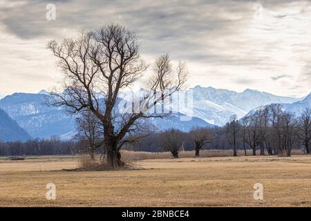 White willow (Salix alba), old white willow and pollarded willows in moorland in front of mountain scenery, Germany, Bavaria, Lake Chiemsee