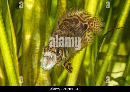 leopard bushfish (Ctenopoma acutirostre), yawning Stock Photo