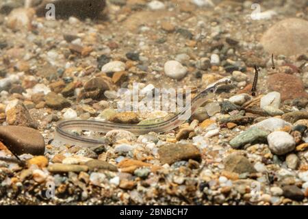 eel, European eel, river eel (Anguilla anguilla), glass eel above bottom, Germany Stock Photo