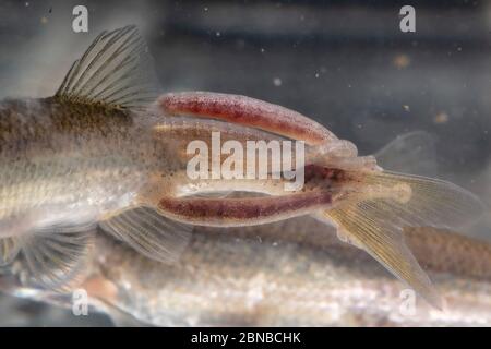 common fish leech, great tailed leech (Piscicola geometra), some sucking on a sunbleak, Germany Stock Photo