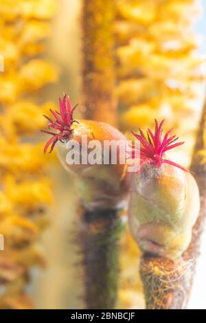 Common hazel (Corylus avellana), female inflorescences, Germany, Bavaria, Isental Stock Photo