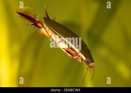 Diving Beetle (Cybister lateralimarginalis, Scaphinectes lateralimarginalis), swimming , Germany
