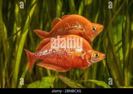 Red rainbowfish, Salmon-red rainbowfish, New Guinea Red Irian Rainbowfish (Glossolepis incisus), with nuptial colouration Stock Photo