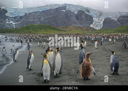 king penguin (Aptenodytes patagonicus), colony at the coast, Antarctica, Suedgeorgien, Cierva Cove, Gold Harbour Stock Photo