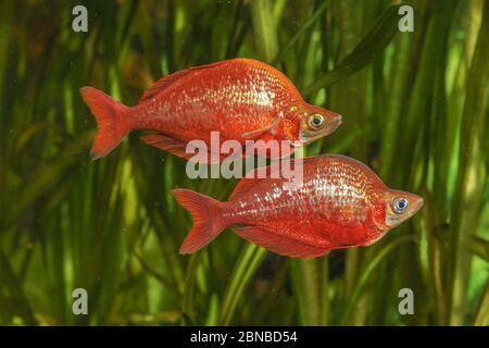 Red rainbowfish, Salmon-red rainbowfish, New Guinea Red Irian Rainbowfish (Glossolepis incisus), with nuptial colouration Stock Photo