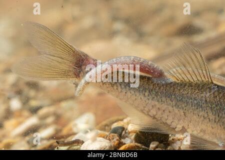 common fish leech, great tailed leech (Piscicola geometra), sucking on a sunbleak, Germany Stock Photo