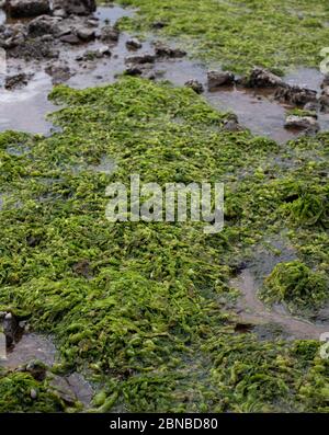 Green Algae Growth Stock Photo