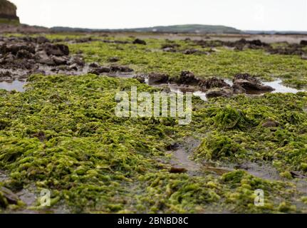 Algae on Beach Stock Photo