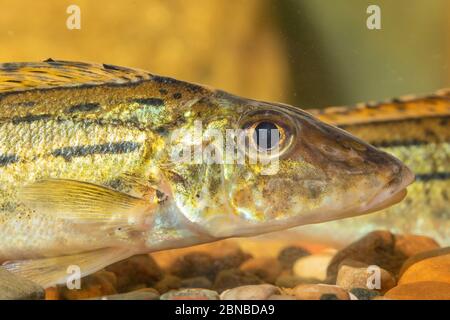 striped ruffe, schraetzer, Danube ruffe (Gymnocephalus schraetzer, Gymnocephalus schraetser), portrait Stock Photo