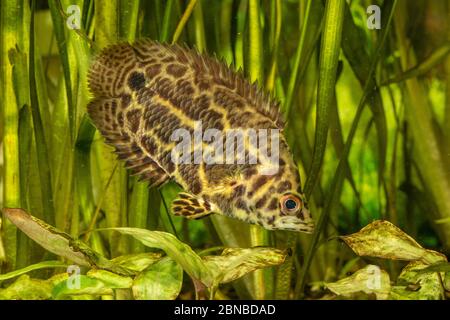 leopard bushfish (Ctenopoma acutirostre), swimming Stock Photo