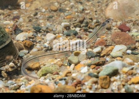 eel, European eel, river eel (Anguilla anguilla), glass eel above bottom, Germany Stock Photo