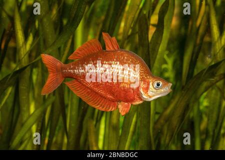 Red rainbowfish, Salmon-red rainbowfish, New Guinea Red Irian Rainbowfish (Glossolepis incisus), impressing behaviour, nuptial colouration Stock Photo
