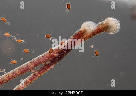 common fish leech, great tailed leech (Piscicola geometra), at oviposition site with several cocoons, Germany Stock Photo