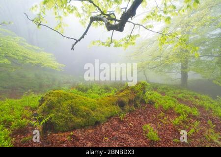 Orozko, Bizkaia/Basque Country; May 03, 2014. A beech forest in the fog. Gorbeia Natural Park. Stock Photo
