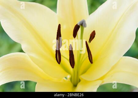 Lilium  'Big Brother'  Lily  Oriental Trumpet lily cross  OT lily  July Stock Photo